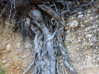 Freiliegende Kiefernwurzel an der Steilküste